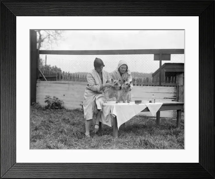 Framed Print : Pampered Pets Framed Print : Pampered Pets