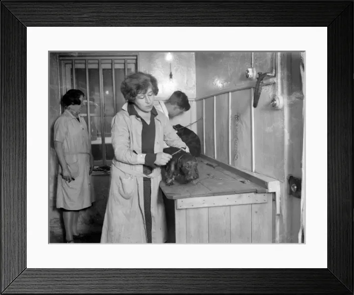 Framed Print : Pampered Pets Framed Print : Pampered Pets