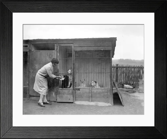 Framed Print : Posh Boarding Kennel Framed Print : Posh Boarding Kennel