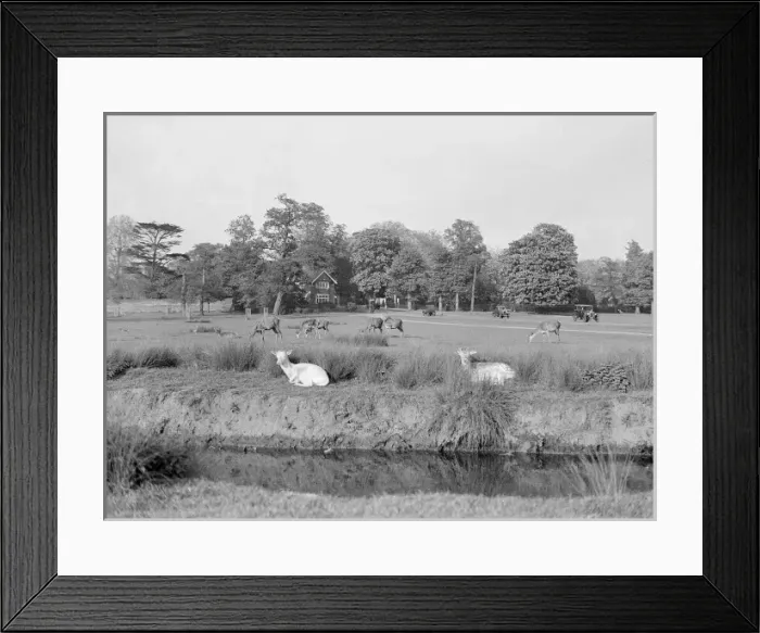 Framed Print : Deer in Richmond Park Framed Print : Deer in Richmond Park
