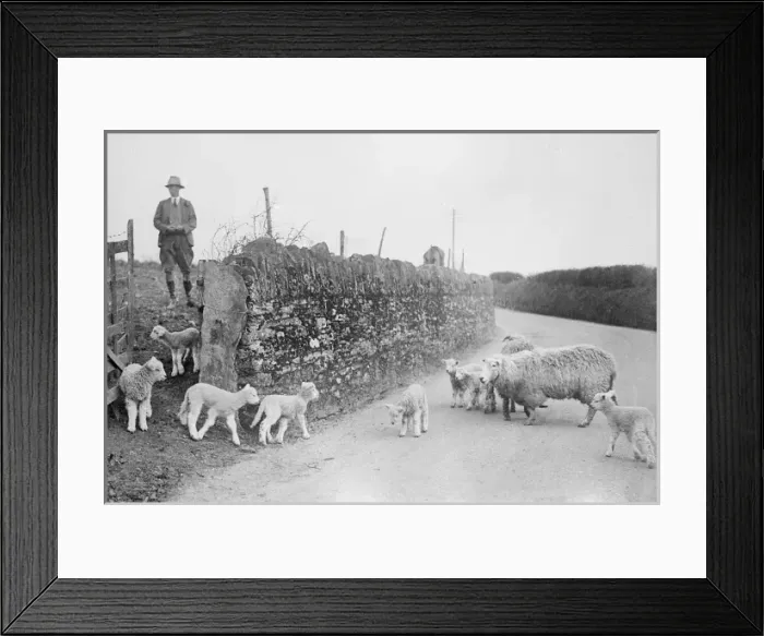 Framed Print : Lambing Season Framed Print : Lambing Season