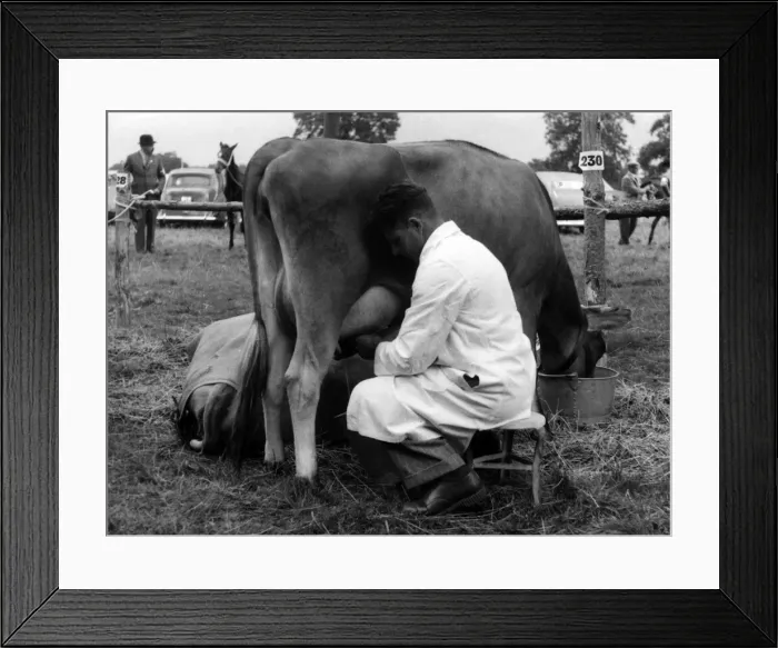 Framed Print : Milking a Jersey Cow Framed Print : Milking a Jersey Cow
