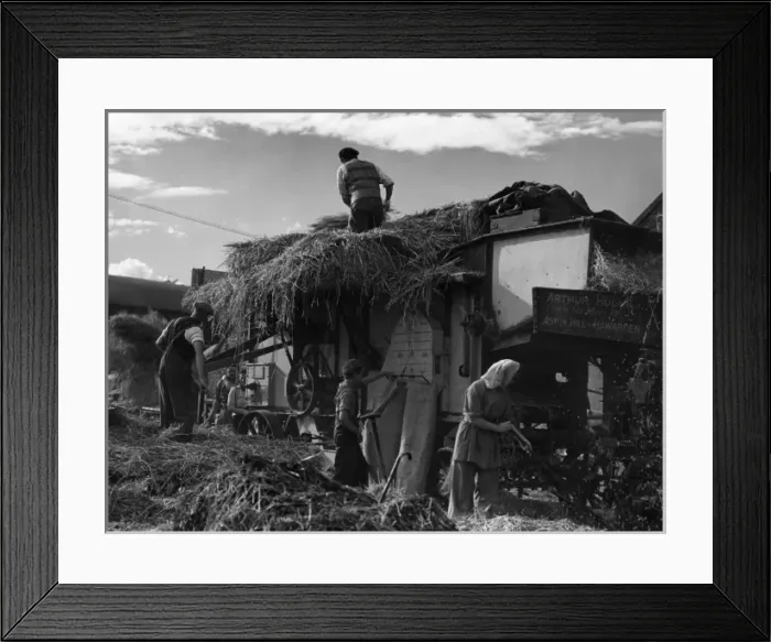 Framed Print : Threshing Oats Framed Print : Threshing Oats
