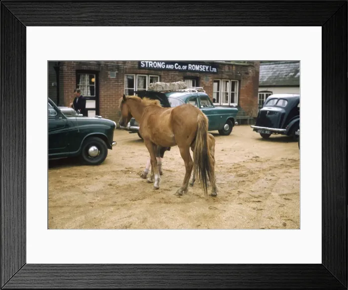 Framed Print : Horse and foal in a car park, Ireland Framed Print : Horse and foal in a car park, Ireland