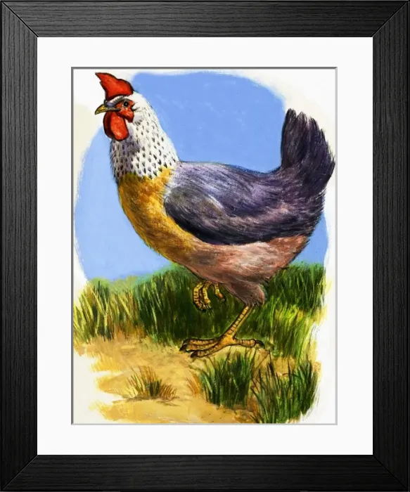 Framed Print : Hen Framed Print : Hen