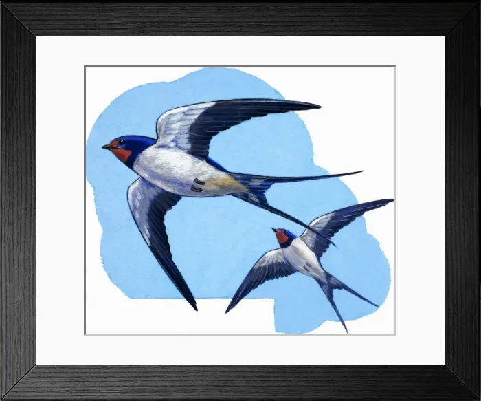 Framed Print : Swallows. Detail from Treasure no. 66 (18 April 1964) Framed Print : Swallows. Detail from Treasure no. 66 (18 April 1964)