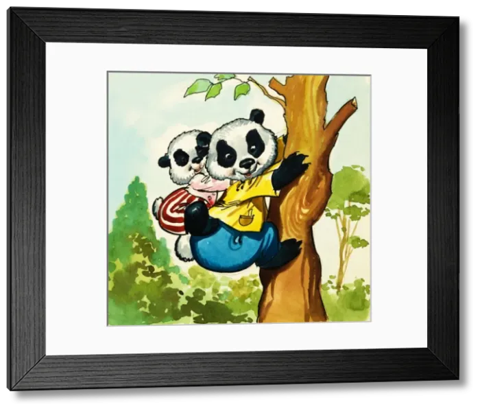 Framed Print : Pandas climbing a tree Framed Print : Pandas climbing a tree