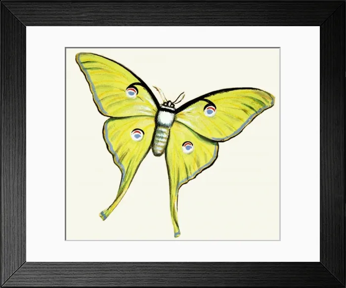 Framed Print : Unidentified butterfly Framed Print : Unidentified butterfly