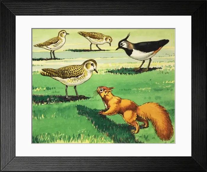 Framed Print : Little Red Squirrel Framed Print : Little Red Squirrel