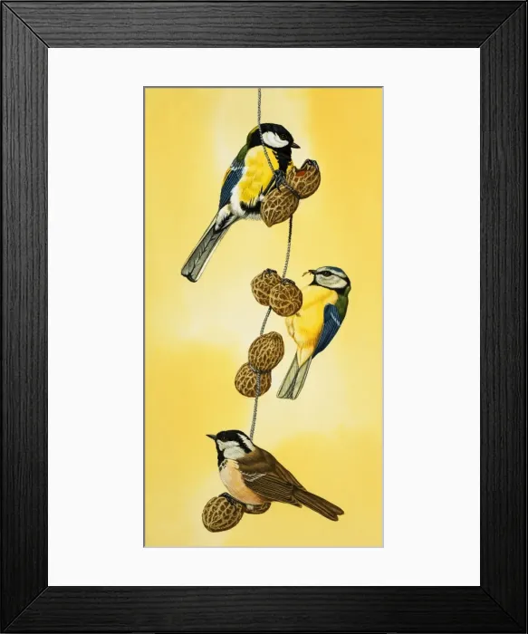 Framed Print : Blue tits feeding on nuts Framed Print : Blue tits feeding on nuts