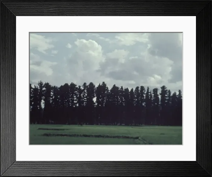 Framed Print : Nikko Cryptomerias - Japan Framed Print : Nikko Cryptomerias - Japan