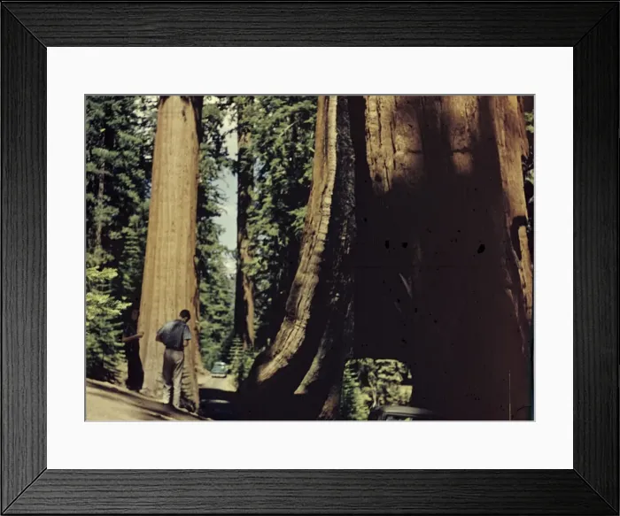 Framed Print : Yosemite Park - California Framed Print : Yosemite Park - California