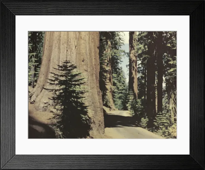 Framed Print : Yosemite Park - California Framed Print : Yosemite Park - California