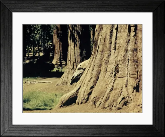 Framed Print : Yosemite Park - California Framed Print : Yosemite Park - California