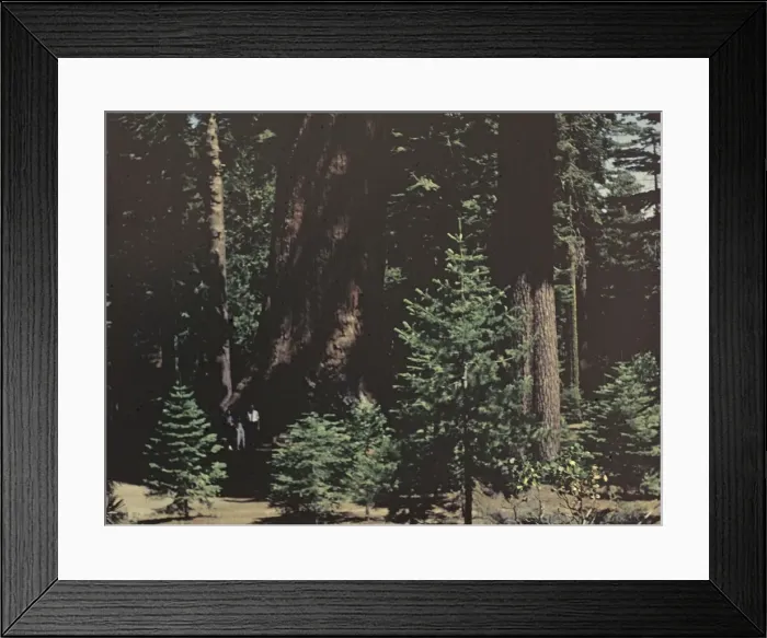 Framed Print : Yosemite Park - California Framed Print : Yosemite Park - California