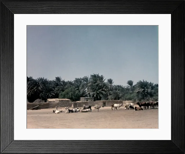 Framed Print : Port Sudan - Sudan Framed Print : Port Sudan - Sudan