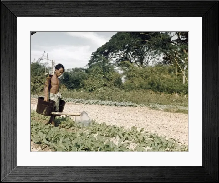Framed Print : Vegetable farmer - Rangoon Framed Print : Vegetable farmer - Rangoon
