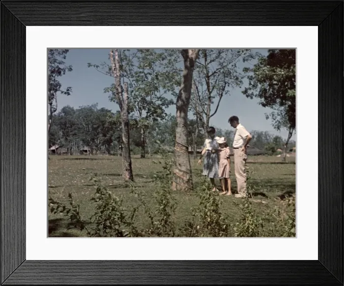 Framed Print : Rangoon Rubber Plantation - Rangoon Framed Print : Rangoon Rubber Plantation - Rangoon