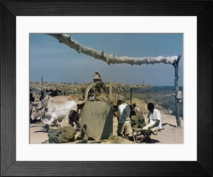 Framed Print : Brick making buffalo mill to soften clay - Rangoon Framed Print : Brick making buffalo mill to soften clay - Rangoon