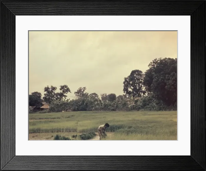 Framed Print : Rice - pulling paddy seedlings - Rangoon Framed Print : Rice - pulling paddy seedlings - Rangoon