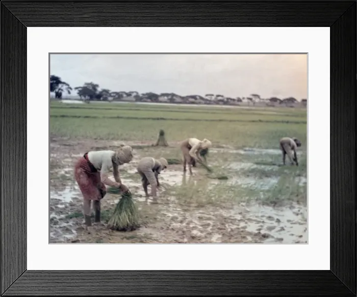 Framed Print : Rice - transplanting paddy - Rangoon Framed Print : Rice - transplanting paddy - Rangoon