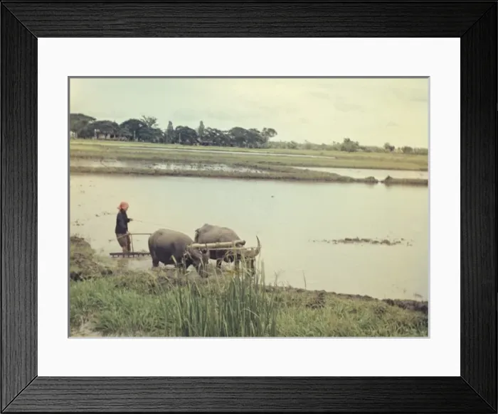 Framed Print : Rice - paddy fields - Rangoon Framed Print : Rice - paddy fields - Rangoon