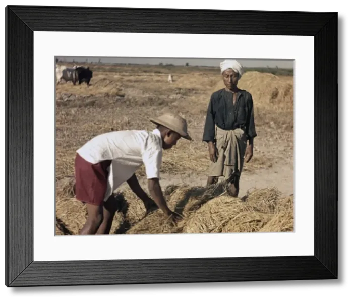 Framed Print : Rice - paddy workers stacking ricks - Rangoon