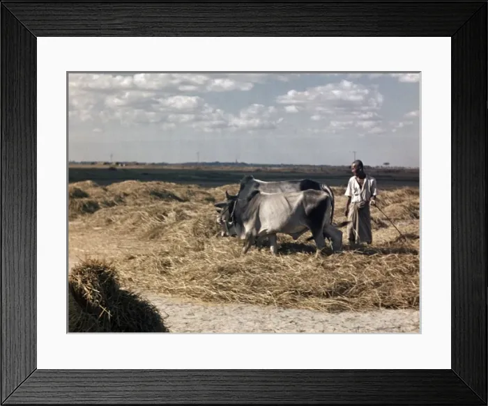 Framed Print : Rice - paddy threshing - Rangoon Framed Print : Rice - paddy threshing - Rangoon