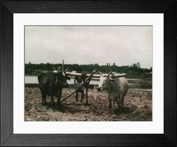 Framed Print : Rice - Kokine, paddy plough - Rangoon Framed Print : Rice - Kokine, paddy plough - Rangoon