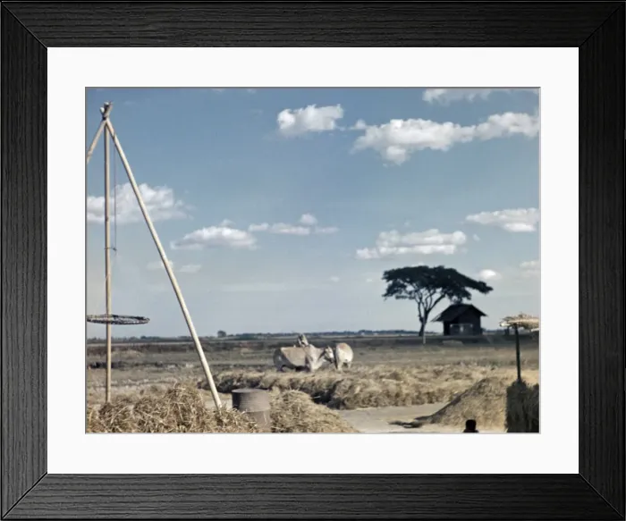 Framed Print : Rice - threshing floor - Rangoon Framed Print : Rice - threshing floor - Rangoon