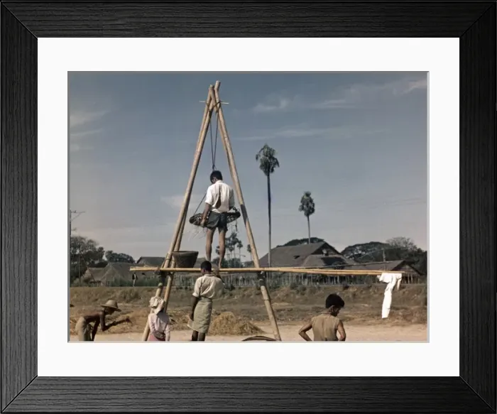 Framed Print : Rice - paddy sifting near Kyiakausan - Rangoon Framed Print : Rice - paddy sifting near Kyiakausan - Rangoon