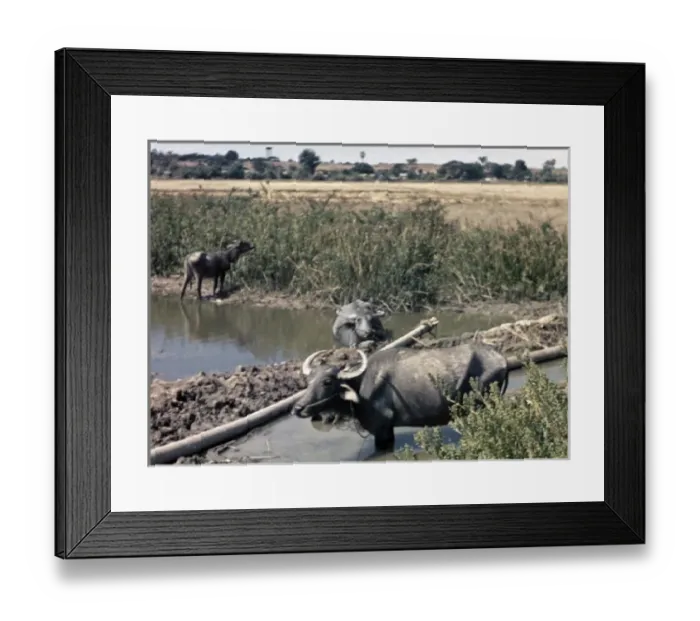 Framed Print : Buffalo family - Rangoon