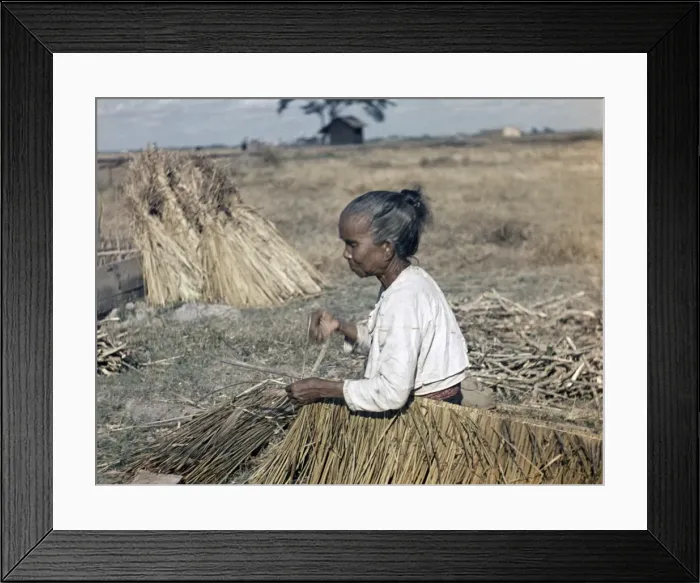 Framed Print : Rice - thatch making - Rangoon Framed Print : Rice - thatch making - Rangoon