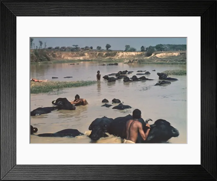 Framed Print : Buffalo bath - Rangoon Framed Print : Buffalo bath - Rangoon