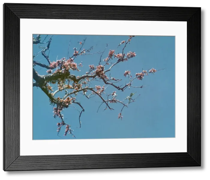 Framed Print : Royal Poinsiana - Rangoon Framed Print : Royal Poinsiana - Rangoon