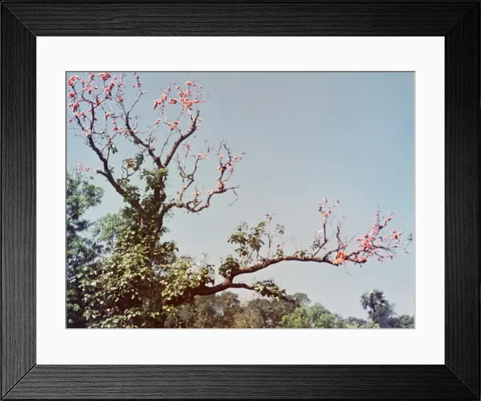 Framed Print : Royal Poinsiana - Rangoon Framed Print : Royal Poinsiana - Rangoon