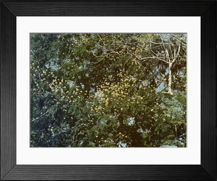 Framed Print : Rusty shield bearer - Rangoon Framed Print : Rusty shield bearer - Rangoon