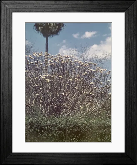 Framed Print : Frangipani - Rangoon Framed Print : Frangipani - Rangoon