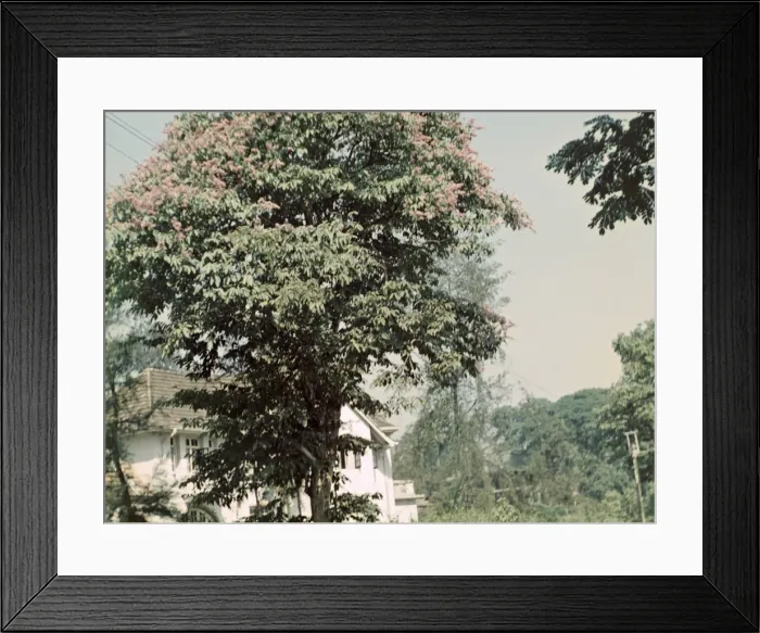 Framed Print : Indian laburnum - Rangoon Framed Print : Indian laburnum - Rangoon