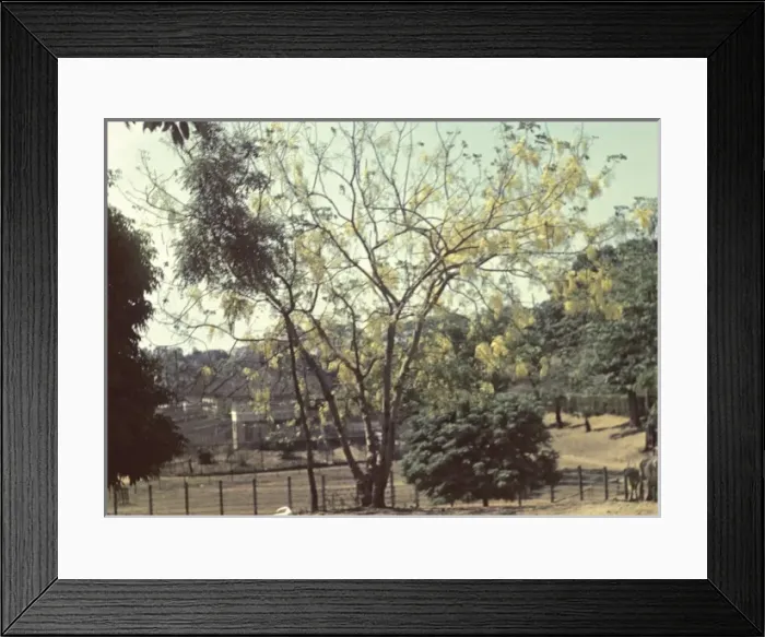 Framed Print : Mu tree - Rangoon Framed Print : Mu tree - Rangoon