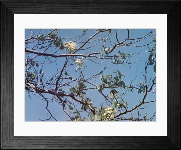 Framed Print : Mu tree - Rangoon Framed Print : Mu tree - Rangoon