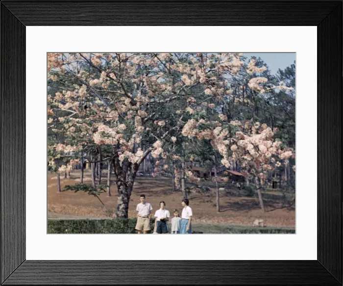 Framed Print : Pink cassia in Kalaw - Rangoon Framed Print : Pink cassia in Kalaw - Rangoon