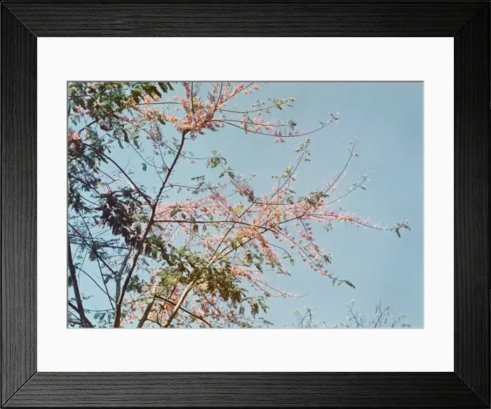 Framed Print : Pink cassia - Rangoon Framed Print : Pink cassia - Rangoon