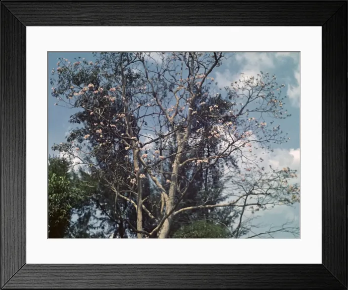 Framed Print : Cassia tree - Rangoon Framed Print : Cassia tree - Rangoon
