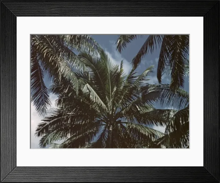 Framed Print : Palm patterns - Rangoon Framed Print : Palm patterns - Rangoon