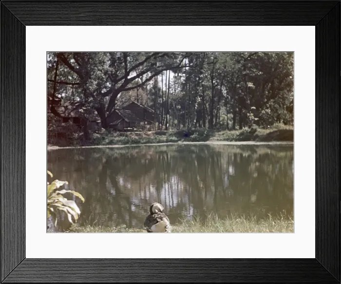 Framed Print : Cantonment Gardens - Rangoon Framed Print : Cantonment Gardens - Rangoon