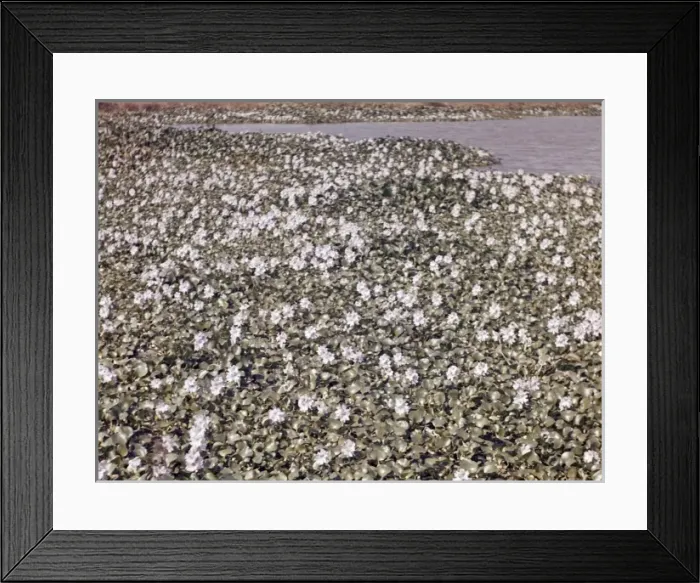 Framed Print : Water hyacinths in paddy field - Rangoon