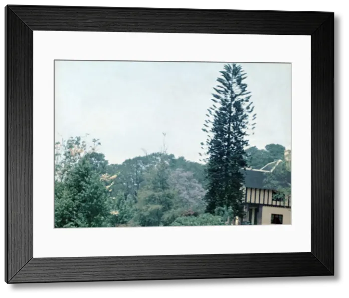 Framed Print : Jacaranda and Deodar trees - Rangoon Framed Print : Jacaranda and Deodar trees - Rangoon