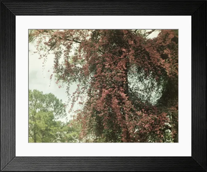 Framed Print : Bougainvilla - Rangoon