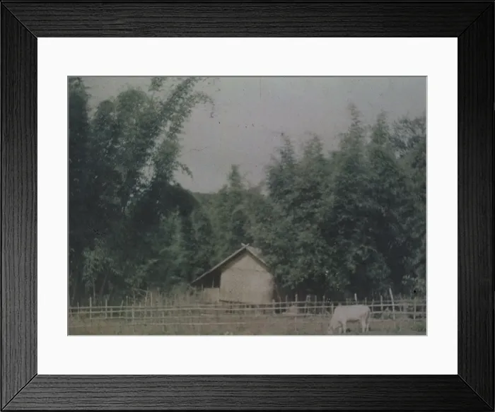 Framed Print : Umbrella bamboo - Rangoon Framed Print : Umbrella bamboo - Rangoon